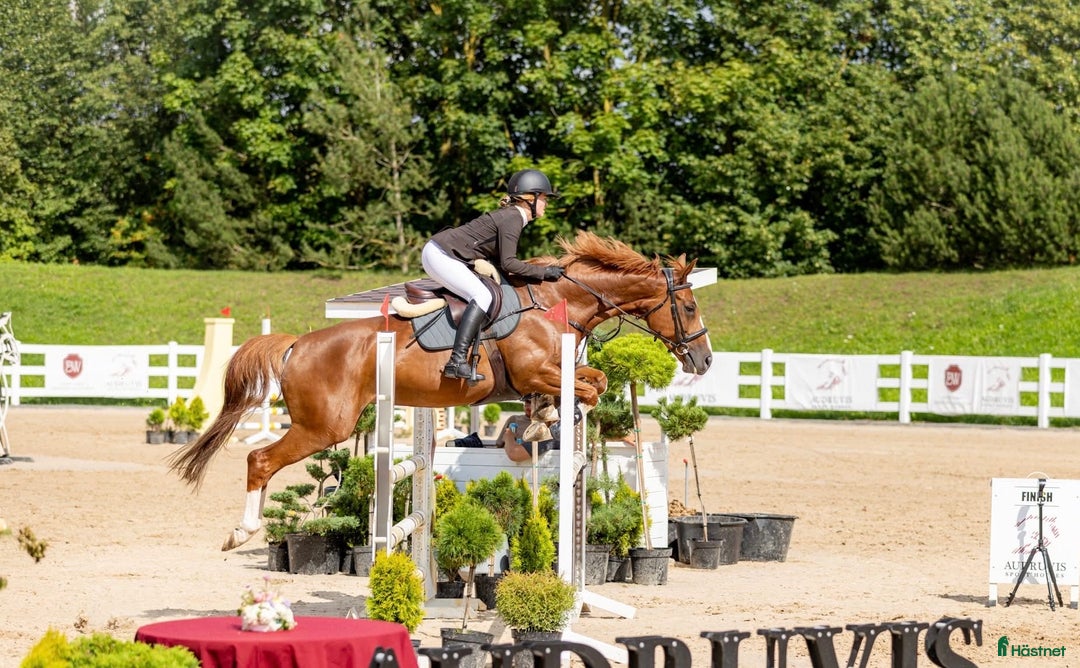 Hoppning hästar till salu: Brave 6 yo mare for jumping i Ekerö - Annons 2