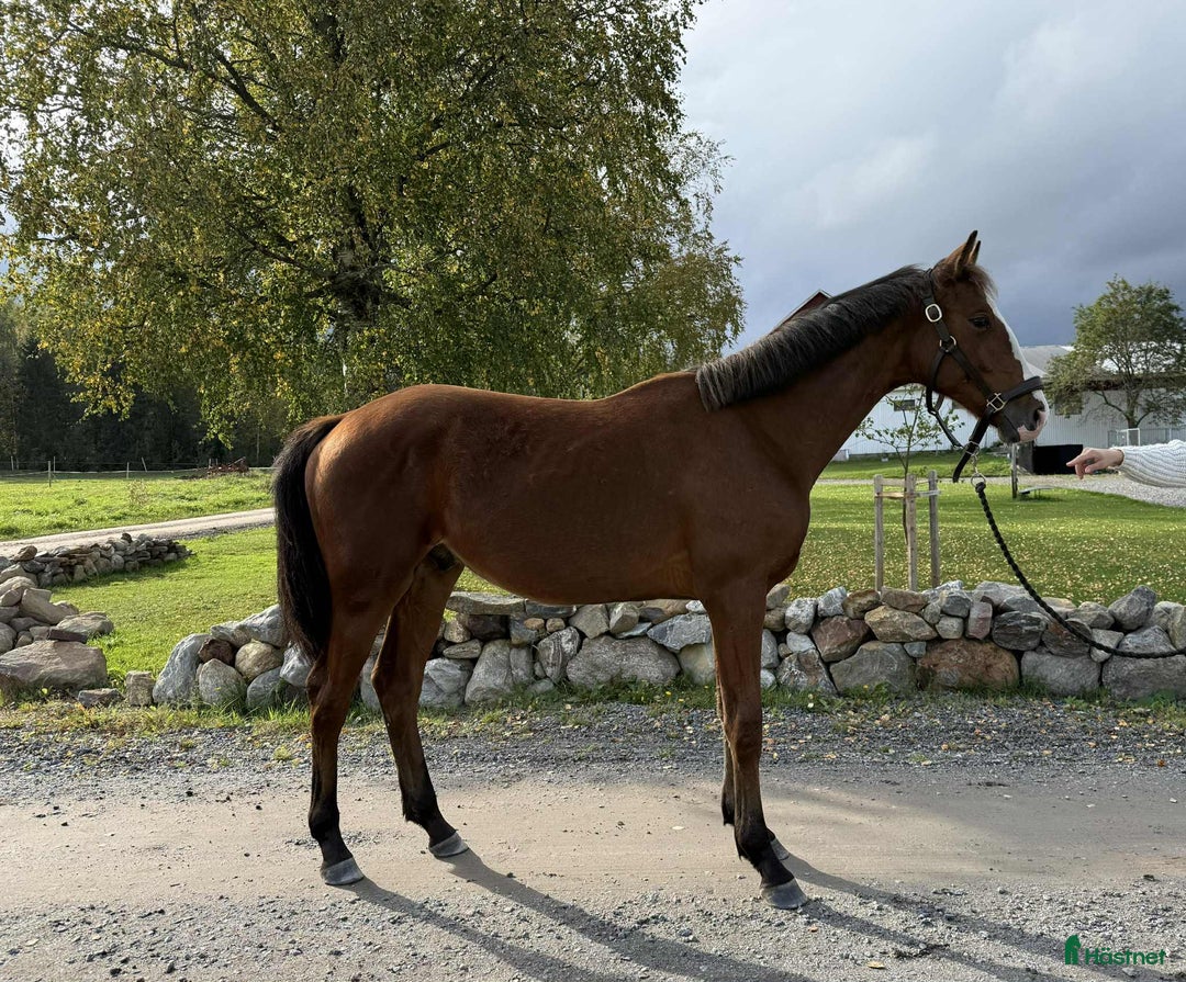 Dressyr hästar till salu: Årshingst efter Zafferano  i Robertsfors - Annons 3