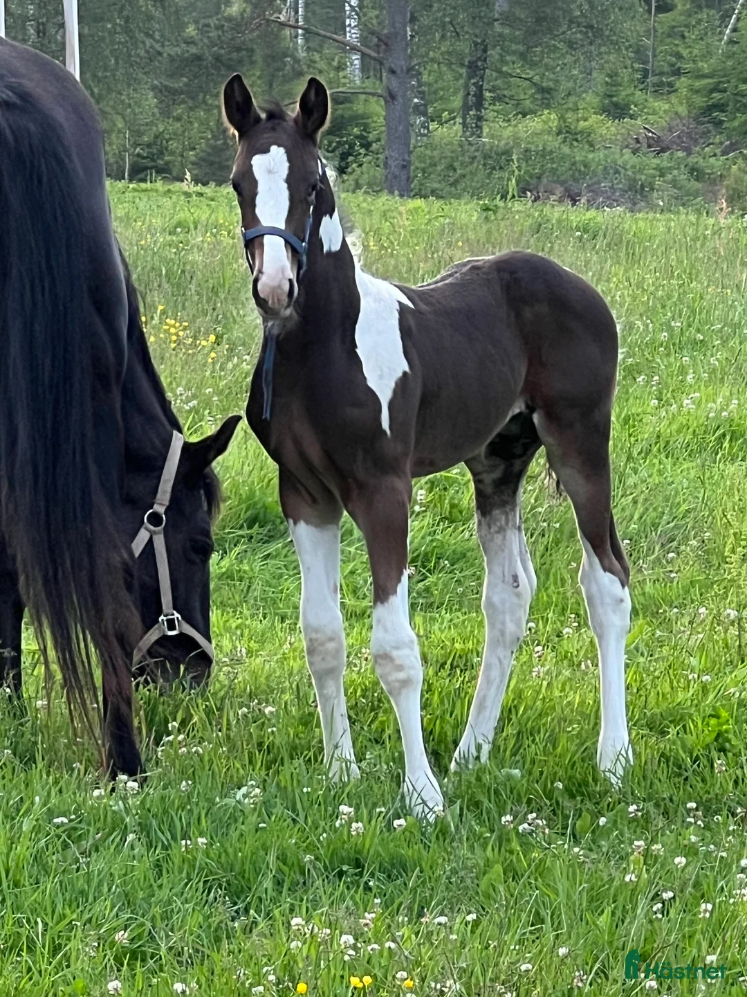 Allround hästar till salu: Unghästar 1-3 år - Annons 4