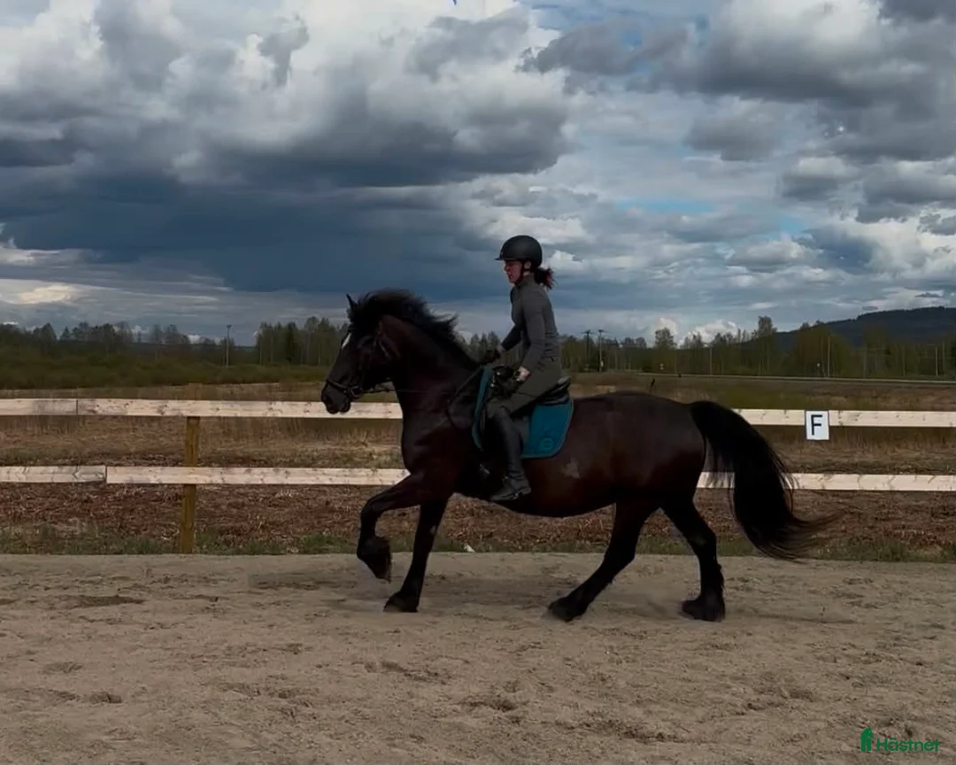 Allround hästar till salu: Trevlig hobbyhäst - Annons 2