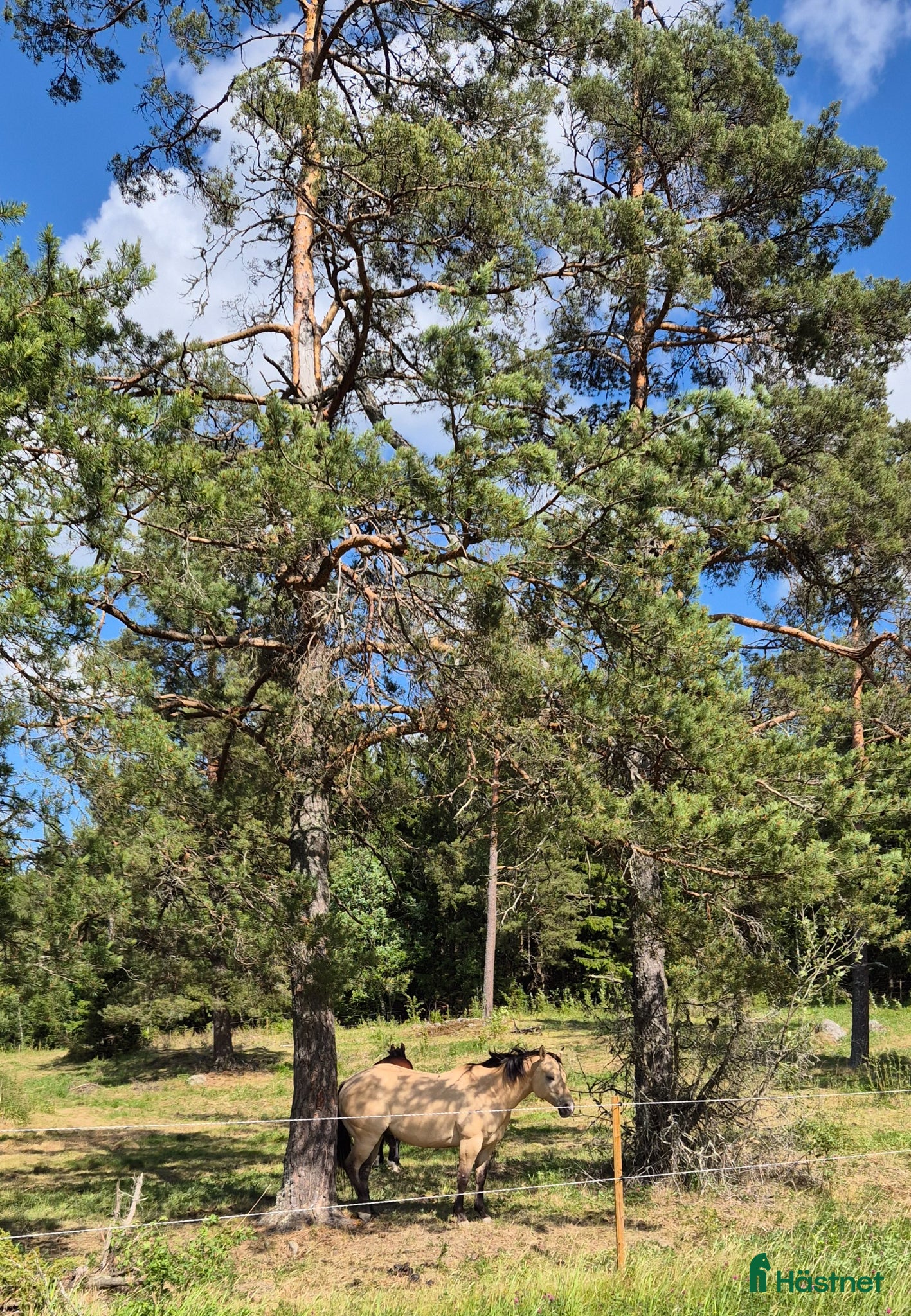  stallplats finnes: Lösdrift i Tullinge för lättfödd häst/ponny - Annons 4