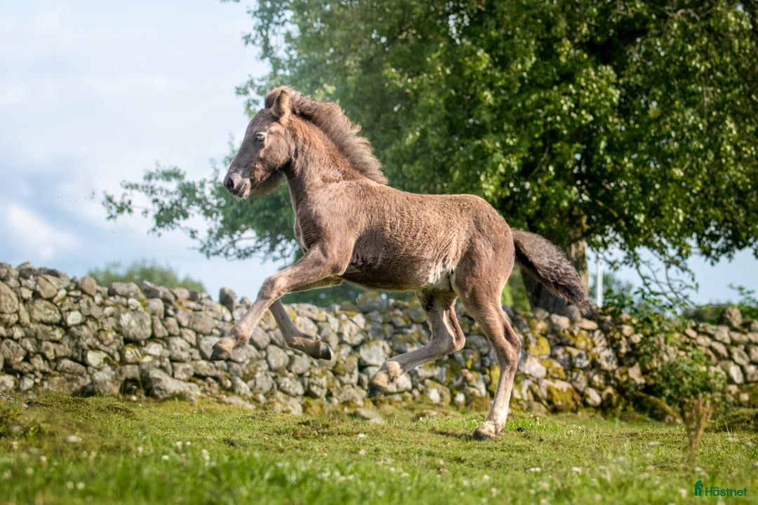 Island hästar till salu: Stor unghingst med gyllene hjärta och potential i Tranås - Annons 6
