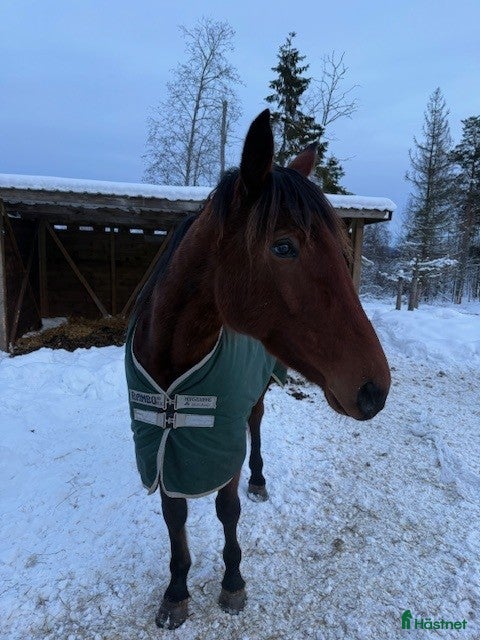  hästar Fint sto e Maharajah i Nyland - Annons 2