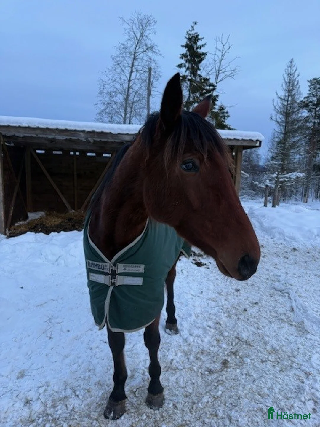 Trav hästar till salu: Fint sto e Maharajah i Nyland - Annons 1