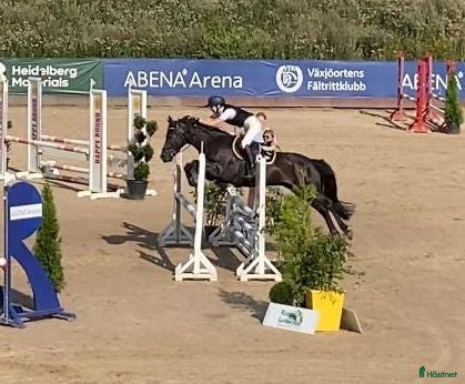  hästar D-ponny fälttävlan/hoppning  - Annons 2