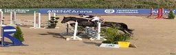 Hoppning hästar till salu: D-ponny fälttävlan/hoppning  - Annons 1