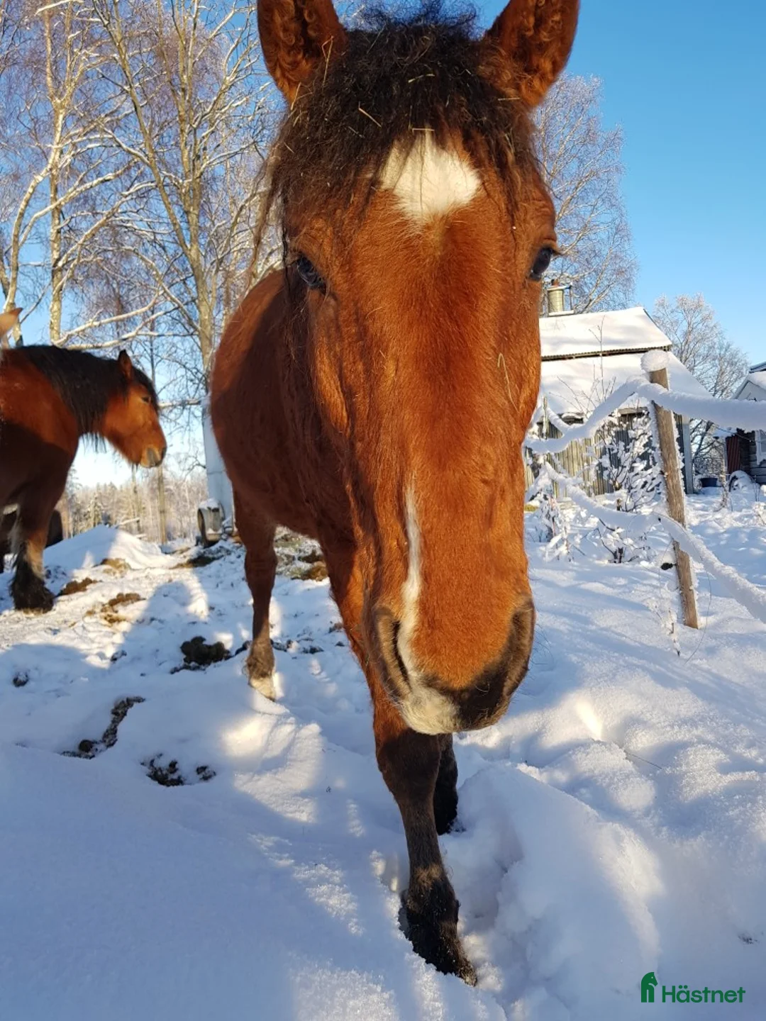 Allround hästar till salu: Am. curly-baskjir, valack - Annons 2
