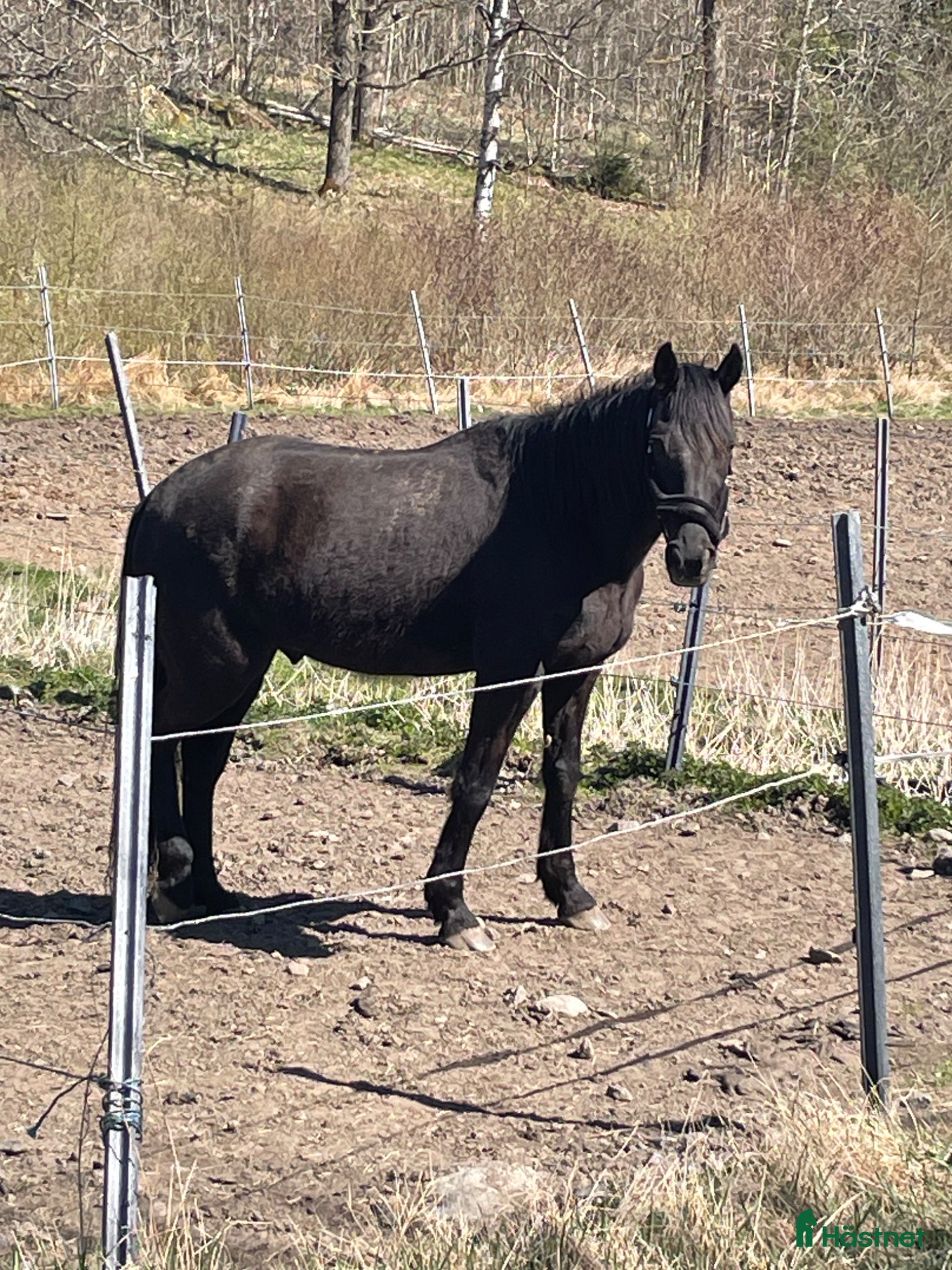  hästar Vbl valack  - Annons 7