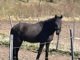 hästar Vbl valack - Annons 7