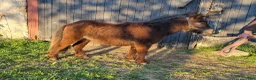 Allround hästar till salu: 1 årig shettis hingst i Mörbylånga - Annons 3