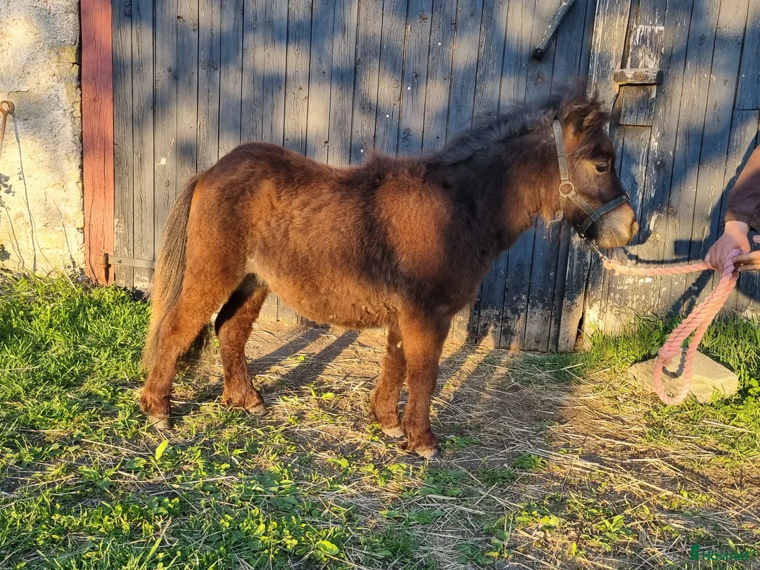 Allround hästar till salu: 1 årig shettis hingst i Mörbylånga - Annons 3