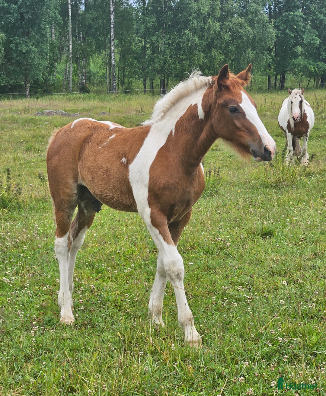 Allround hästar till salu: Finaste Julle, irishcob/vbl i Närkesberg - Annons 5