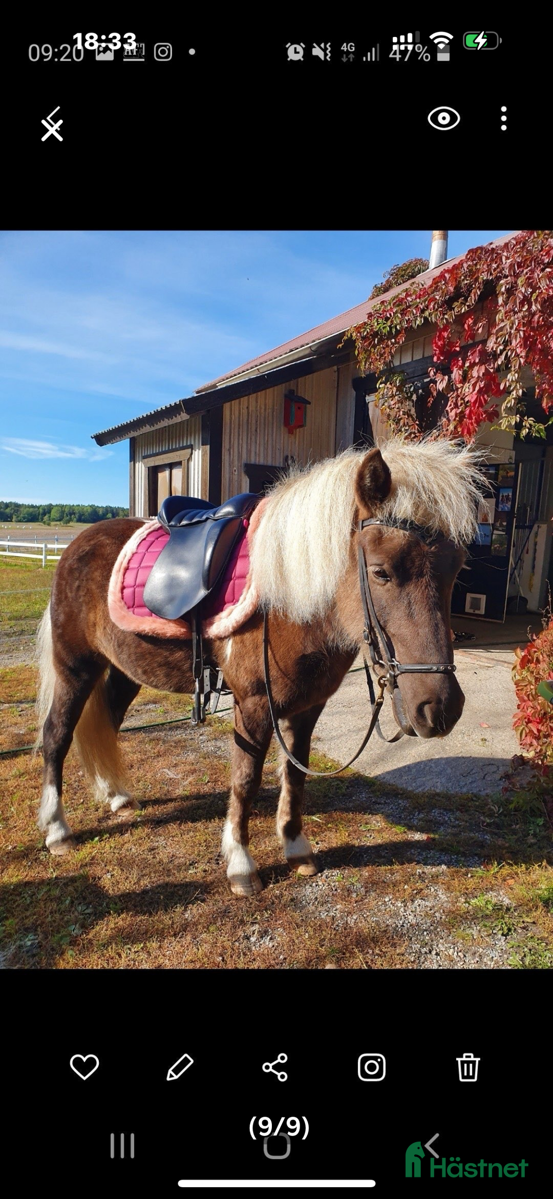 Island hästar till salu: Två Islandshästar foder /säljes i Ärla - Annons 5