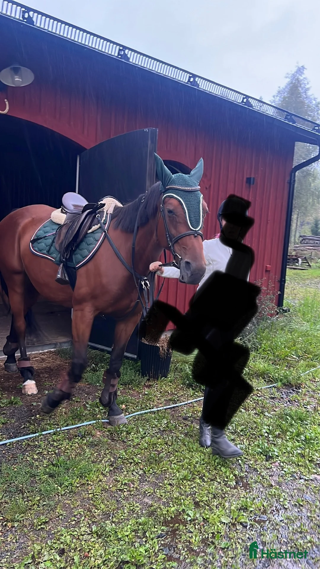 Allround hästar till salu: Fullblod och halvblod. Varförsig eller tillsammans - Annons 2