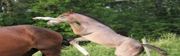 Hoppning hästar till salu: 3åring e. Colorit Z (1.60) - Querlybet Hero (1.55) - Annons 3