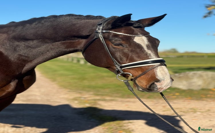  hästar i Kristianstad - Annons 1