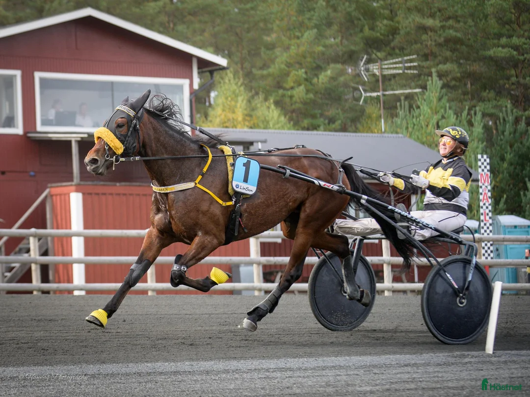 Trav hästar till salu: Nykvalad starthäst. i Sölvesborg - Annons 5