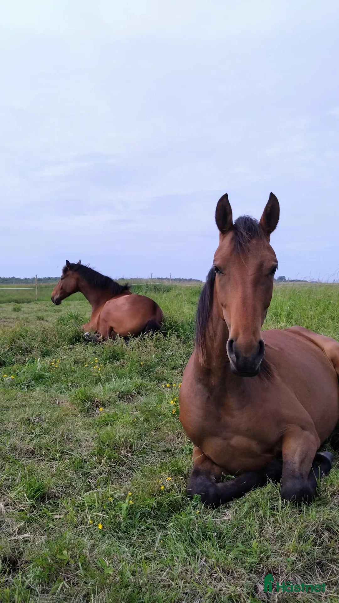 Hoppning hästar till salu: Unghäst med otrolig kapacitet i Klagshamn - Annons 2