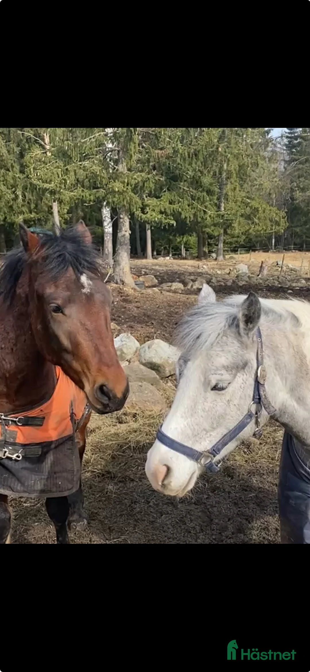  lägenhet till salu: Gårdslägenhet hästgård,lugnt fint,UTHYRES! i Järlåsa - Annons 8