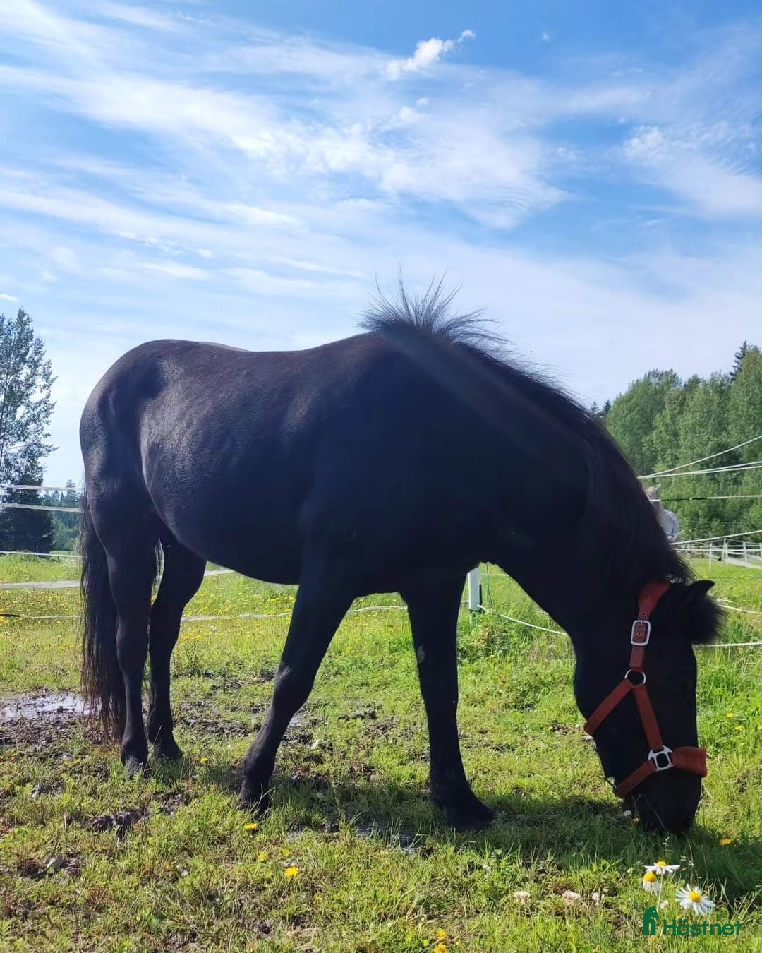  foderhäst finnes: Islandssto lämnas ut på foder/säljes i Karlskoga - Annons 1