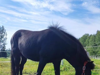 foderhäst Islandssto lämnas ut på foder/säljes i Karlskoga - Annons 11