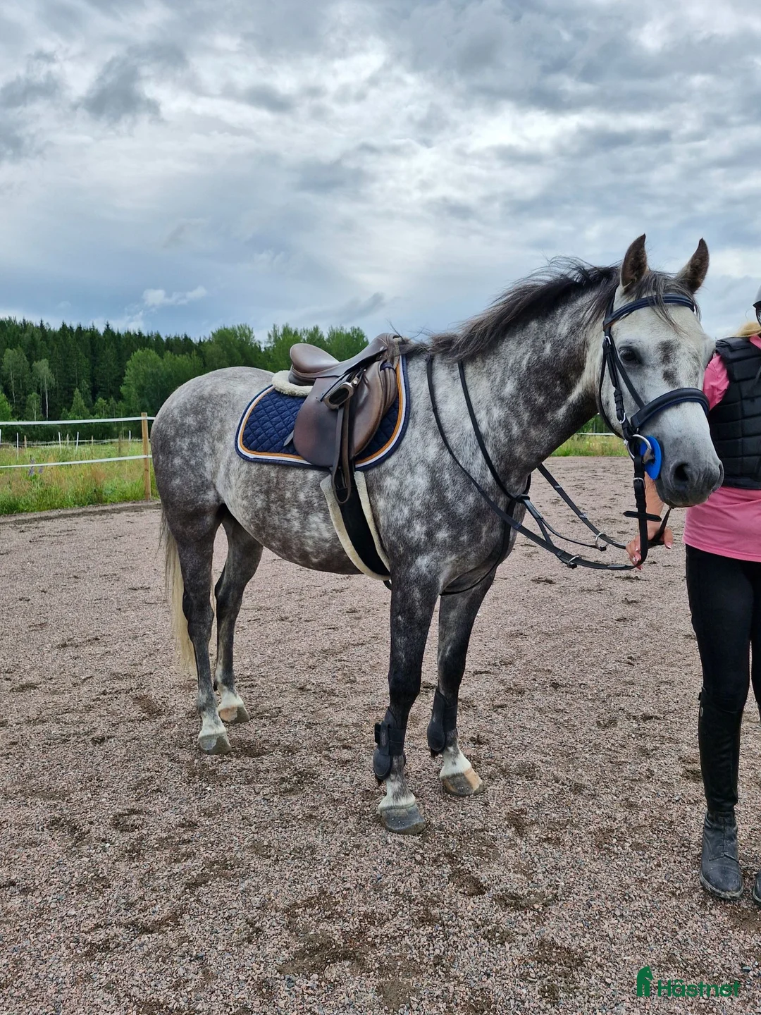 Allround hästar till salu: Underbar, C-ponny welsh valack  - Annons 2