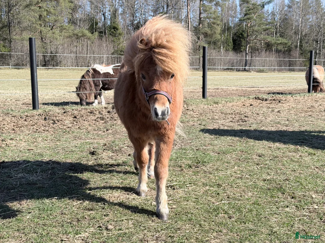 Allround hästar till salu: Minishetland hingst - Annons 2