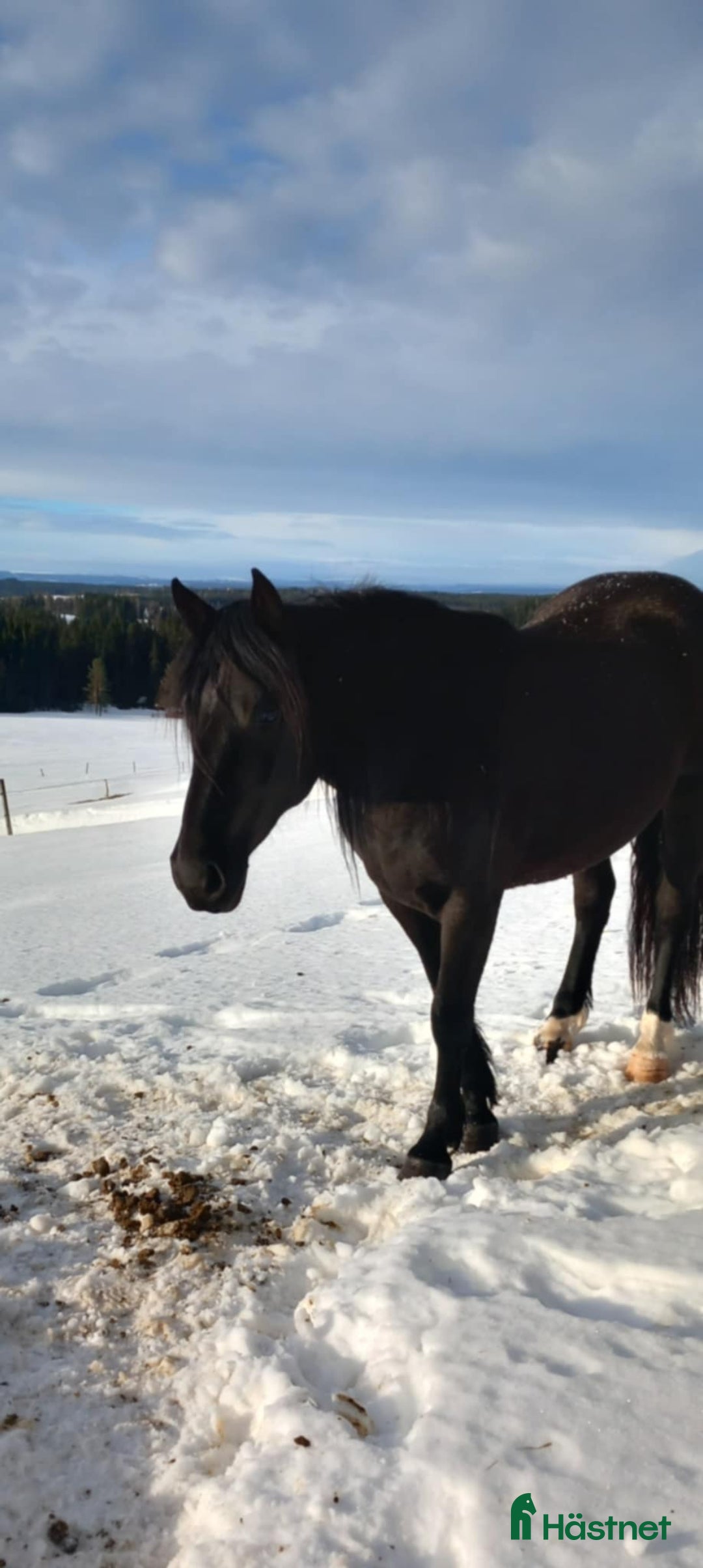 Allround hästar till salu: Snyggt sto söker bästa kompis i Falun - Annons 3