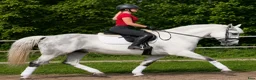 Allround hästar till salu: Exceptional Silesian Mare–The Star for your Future - Annons 5