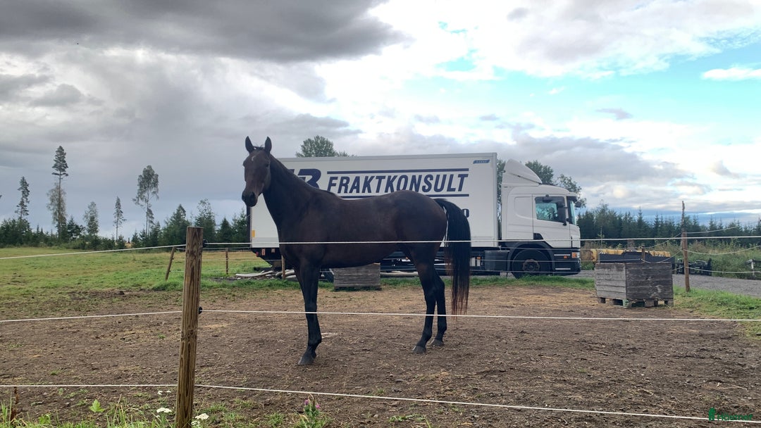 Allround hästar till salu: 4-årigt sto säljes/utlånas i Kil - Annons 3