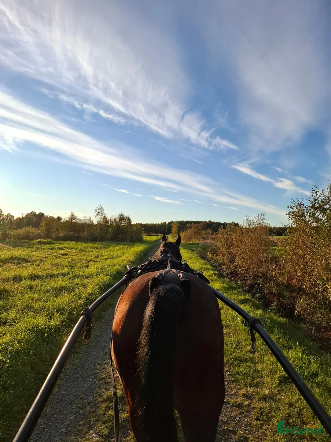  stallplats finnes: Lösdriftsplatser finns i Skellefteå  - Annons 2