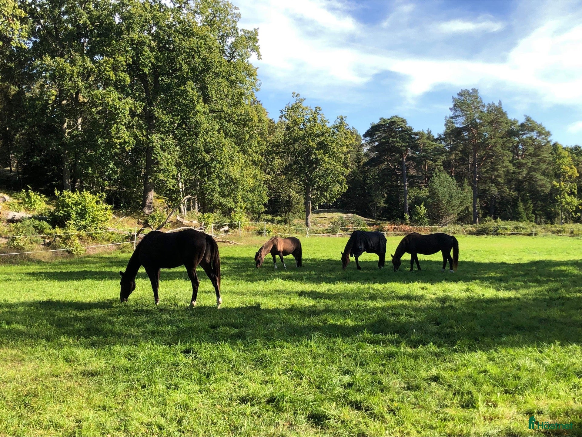  hästjobb Stalljobb varannan helg  - utanför Tungelsta - Annons 1