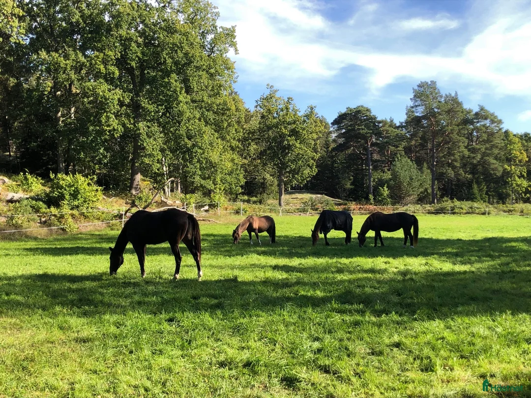  hästjobb finnes: Stalljobb varannan helg  - utanför Tungelsta i Tungelsta - Annons 1
