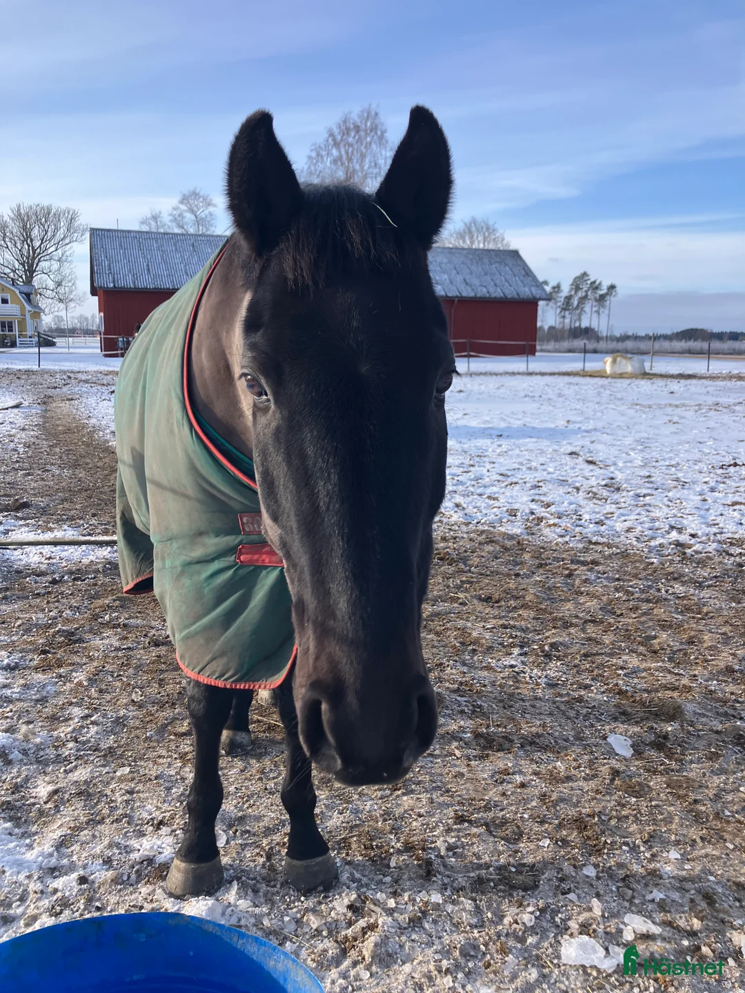 Allround hästar till salu: Svart guldklimp  - Annons 2