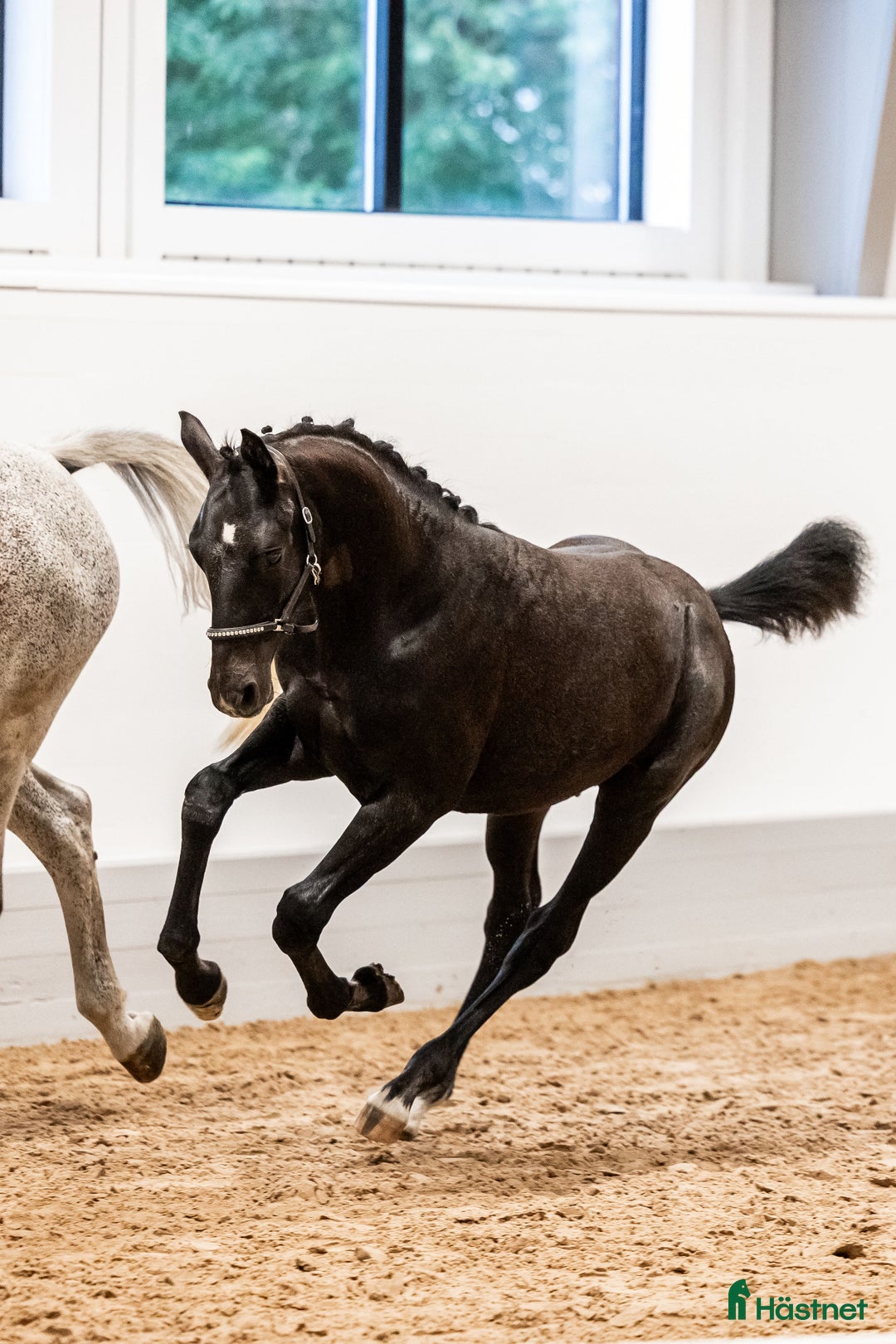  stallplats finnes: Söker sällskap till mitt föl i Ekerö - Annons 2