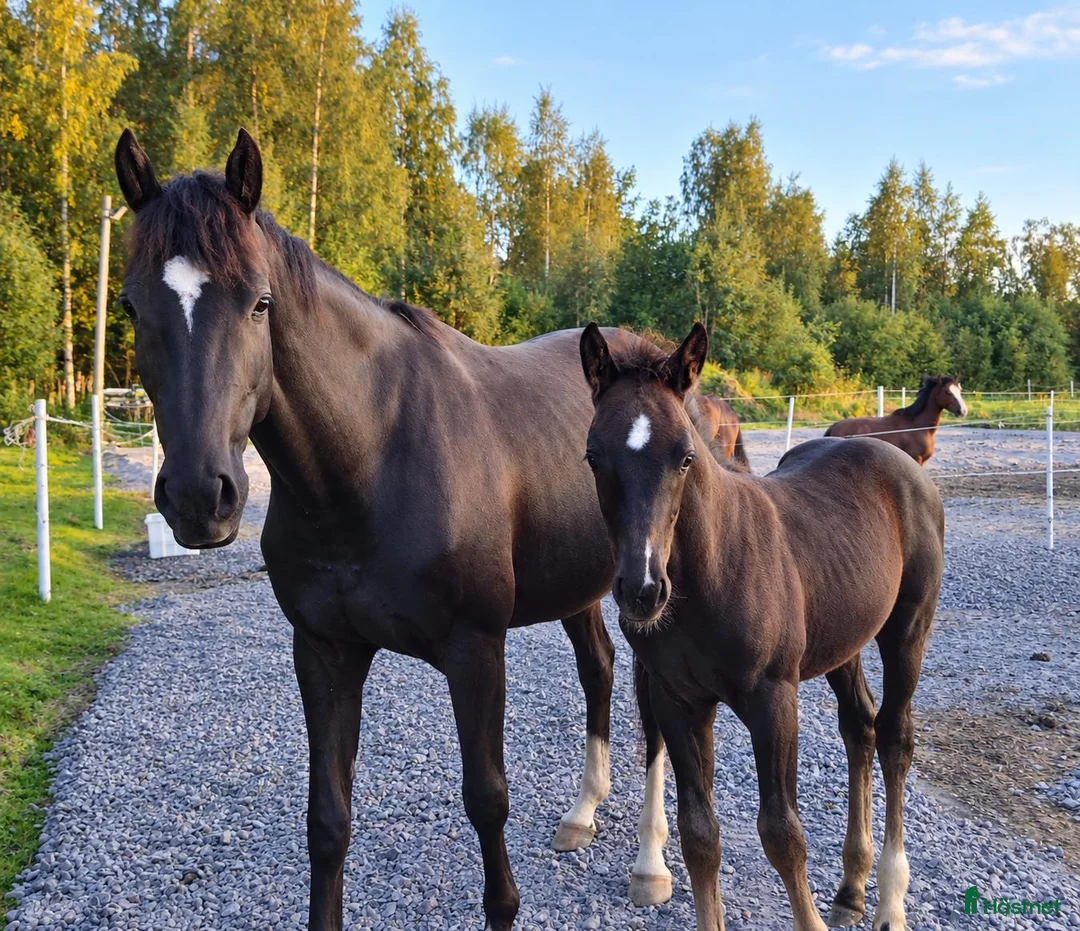 Dressyr hästar till salu: Elegant föl med framtidsutsikter - Annons 2