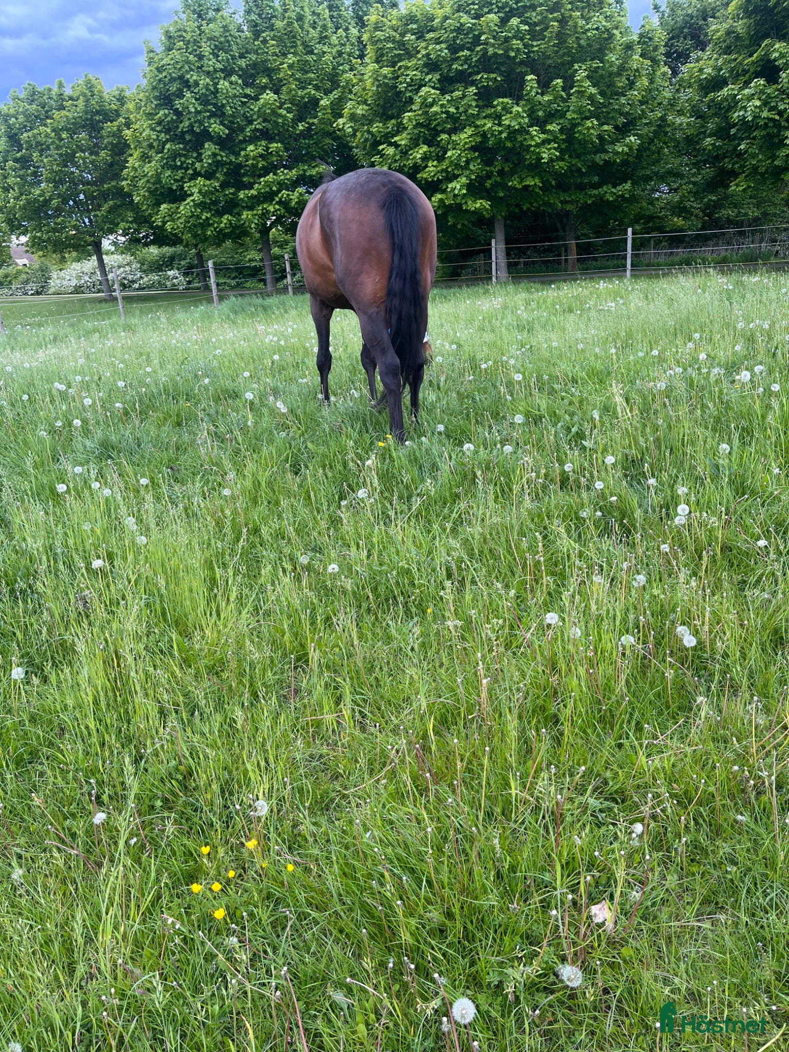  stallplats Lösdrift/bete för ston - Annons 4