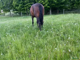 stallplats Lösdrift/bete för ston - Annons 4