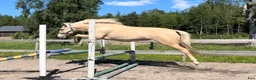 Allround hästar till salu: Sagolikt vackert lusitano sto🌟 - Annons 5