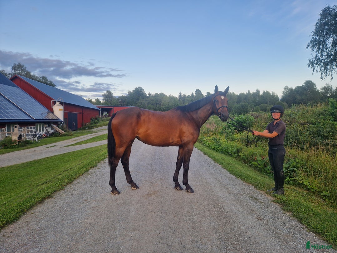 Allround hästar till salu: Väldigt trevligt sto tillsalu i Enköping - Annons 1