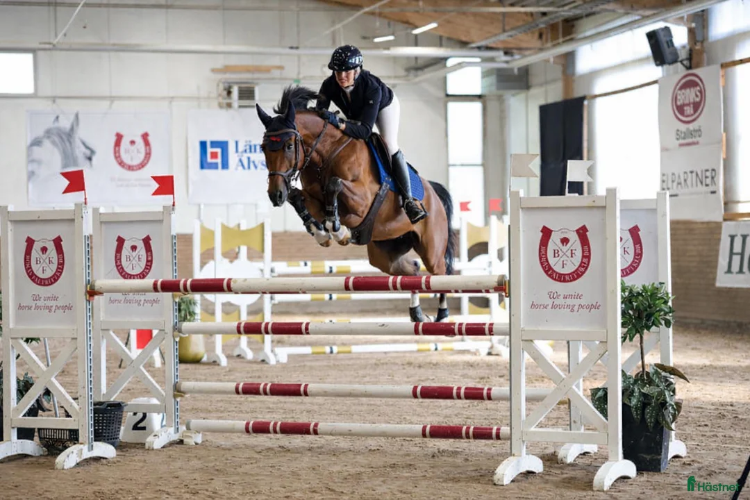 Hoppning hästar till salu: Välhoppande valack född 2019 i Huskvarna - Annons 1