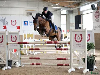 hästar Välhoppande valack född 2019 i Huskvarna - Annons 17