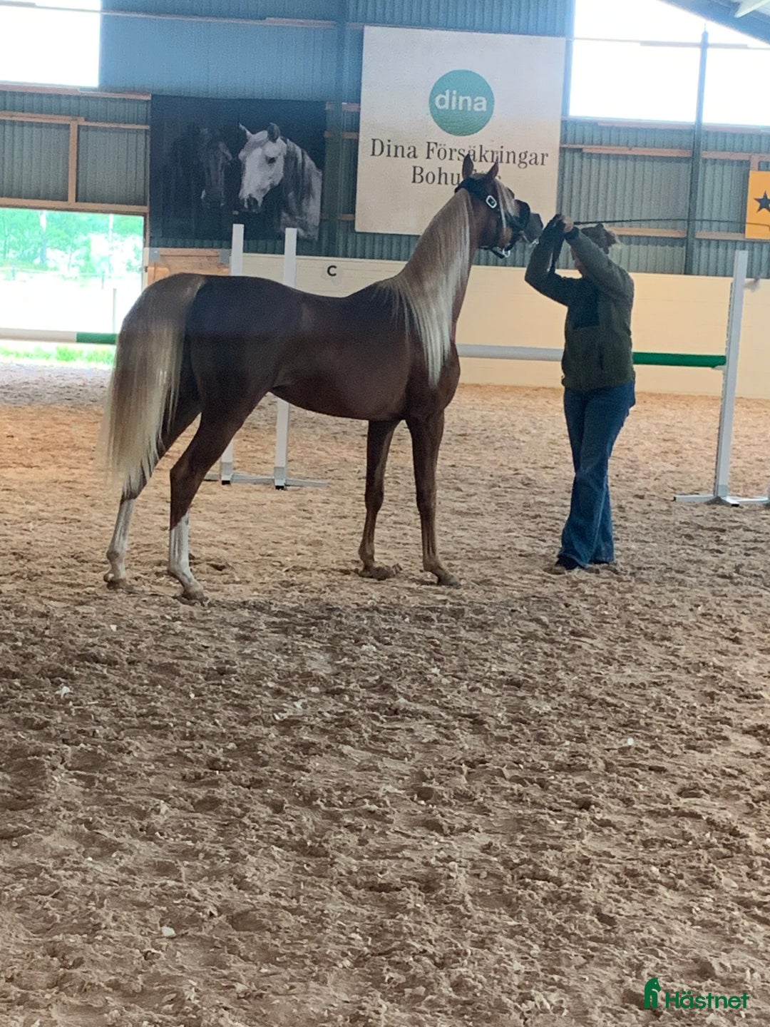 Allround hästar till salu: Söker samarbete till Arabhingst i Skillingsfors - Annons 4
