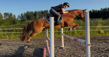  hästar i Bollnäs - Annons 12