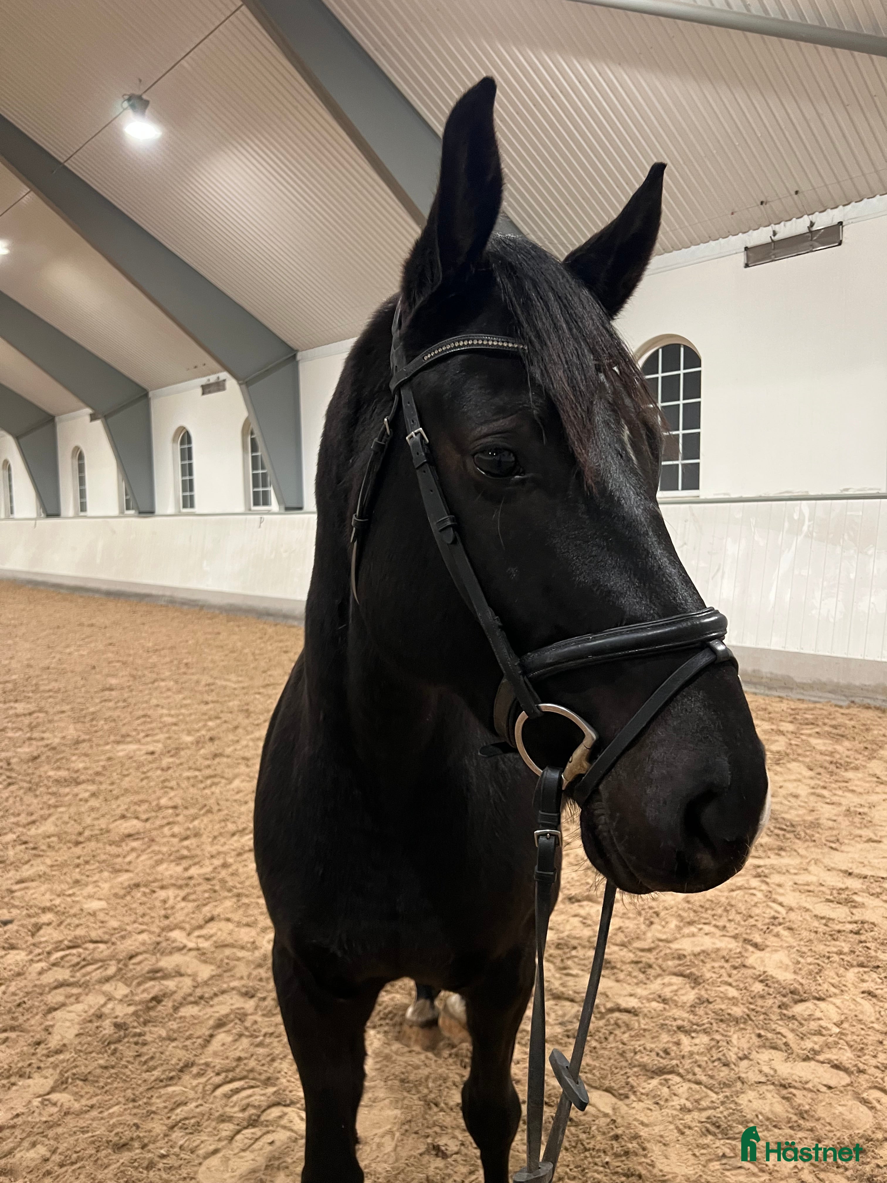  hästar Positiv unghäst i Morup - Annons 16