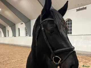 hästar Positiv unghäst i Morup - Annons 5