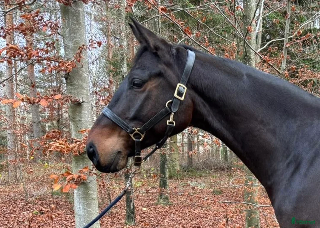Fälttävlan hästar till salu: Trevlig charmig valack!  i Färlöv - Annons 2