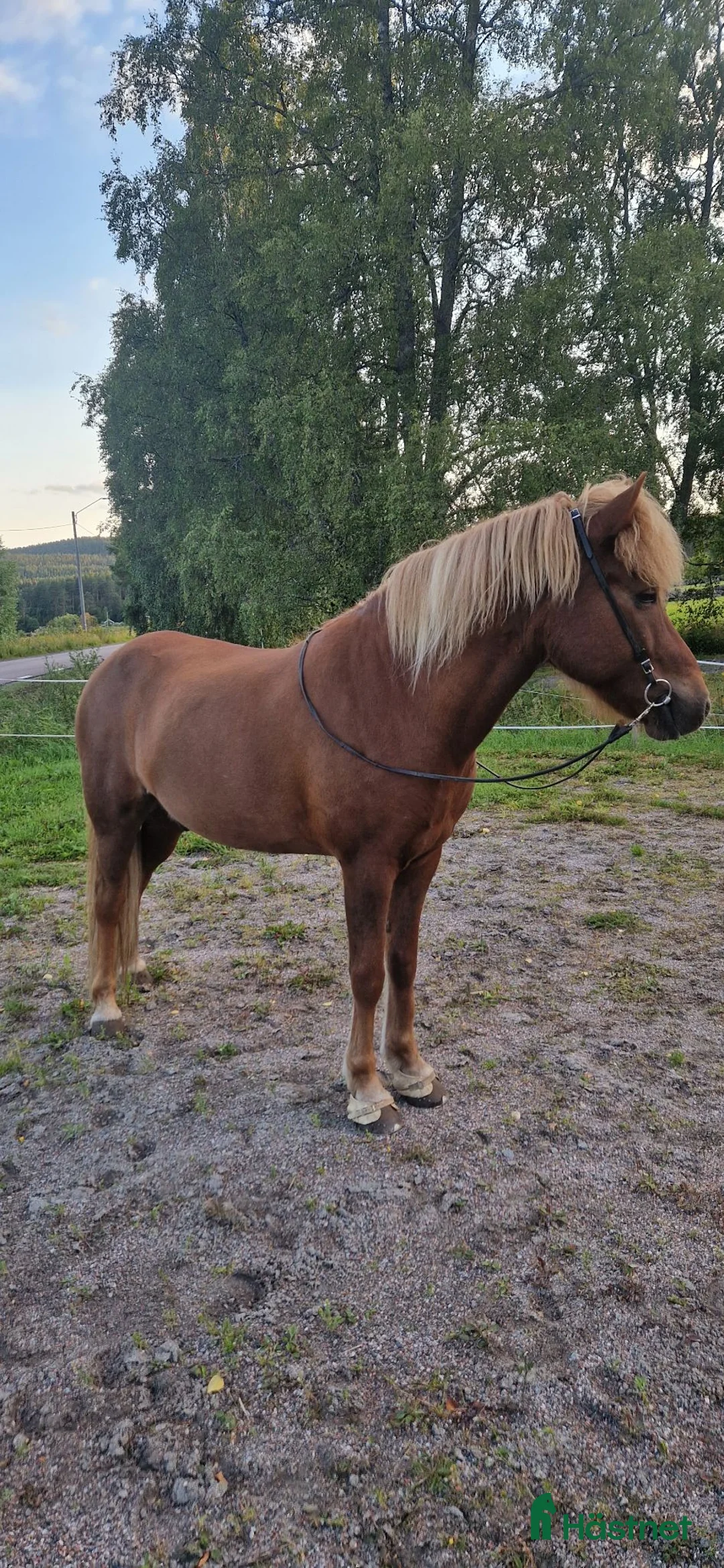Island hästar till salu: Trevlig 10 årig valack - Annons 5