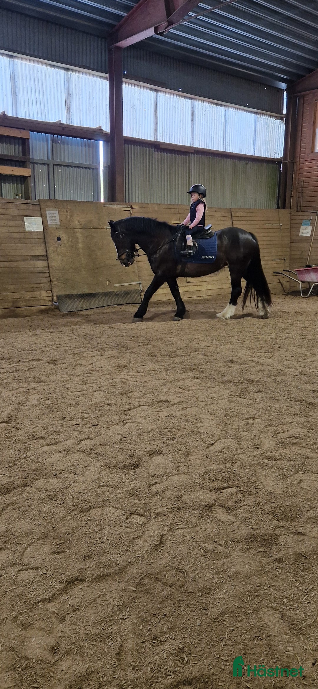 Allround hästar sökes: Bästa vän sökes! i Lotorp - Annons 2