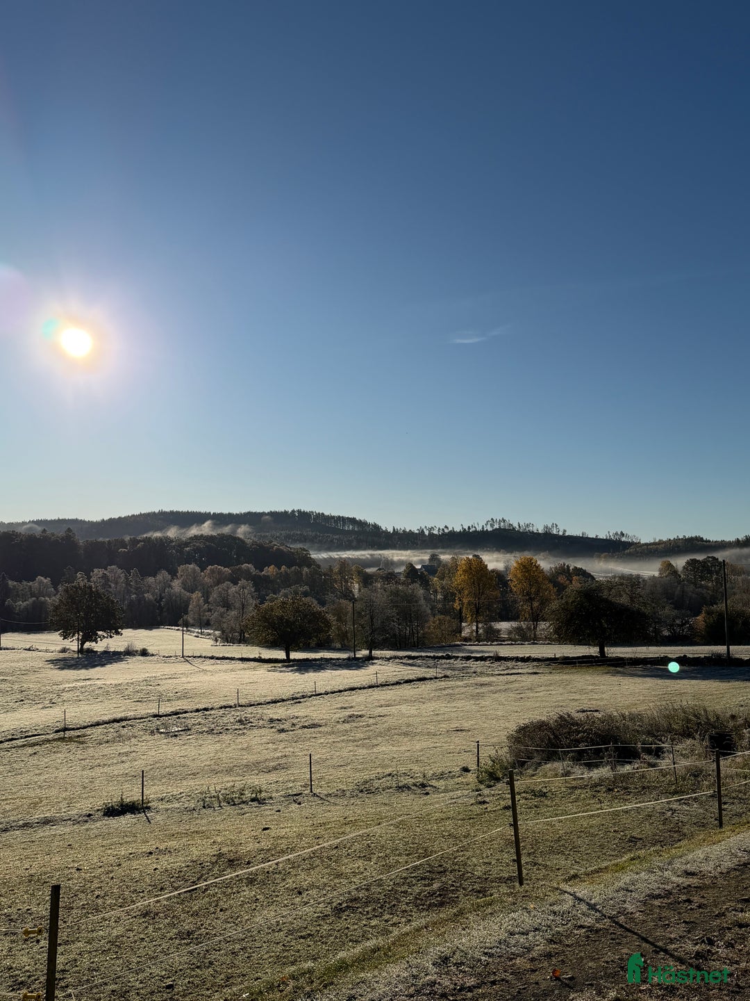 Hoppning hästar sökes: Hopptalang med stam utöver det vanliga sökes - Annons 1